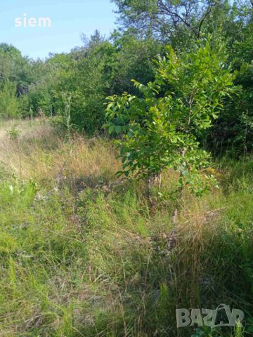 Дворно място/ Парцел 1000 кв.м, снимка 16 - Парцели - 33885672