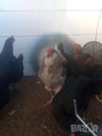 продавам петлета амераукана