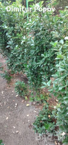 Евонимус, снимка 4 - Стайни растения - 42573276