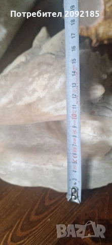 Миди,корали, снимка 2 - Други ценни предмети - 51854663