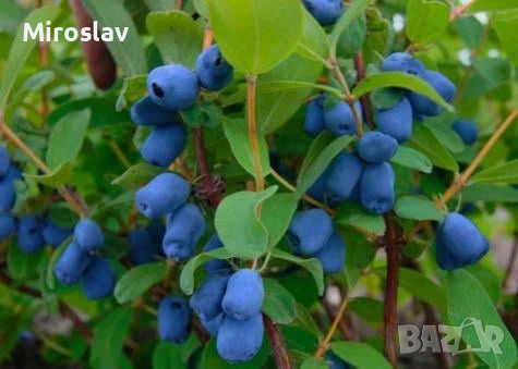 Камчатска(Майска) Боровинка, снимка 5 - Градински цветя и растения - 53905343