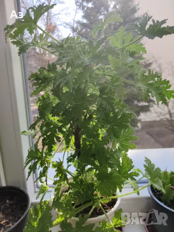 Продавам цветя Индрише - големи, 4 бр. налични, снимка 3 - Стайни растения - 48459167