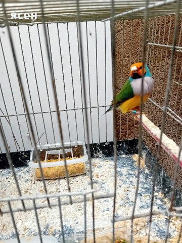 Продавам гулдови амадини , снимка 4 - Амадини - 52787517