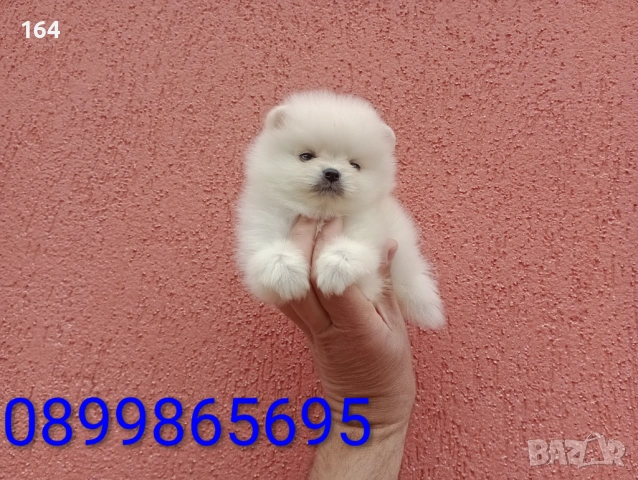 Мъжки мини Померан. Реални снимки !!!, снимка 2 - Померан - 54362858