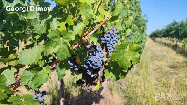 Продавам грозде Мускат Отонел и Мерло, снимка 11 - Други - 55655617