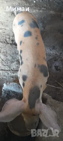 Продавам  мъжко прасенце, снимка 4 - Прасета - 56531580