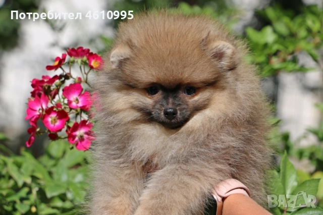Продавам померани, снимка 1