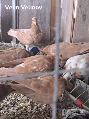 Промоцията свърши. Английски типлери. , снимка 9 - Гълъби - 49562099