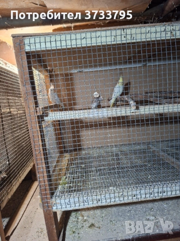 Чифт корели, снимка 3 - Папагали - 53296344