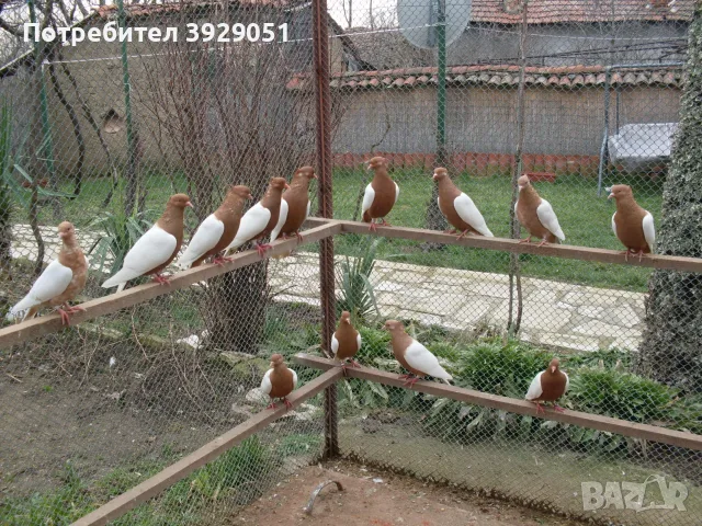 Продавам джимпели, снимка 8 - Гълъби - 55987669