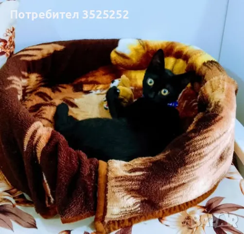 Подарявам  мъжко коте на 4 м. с паспорт !, снимка 10 - Други - 48685198