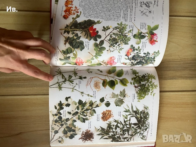 Книга за билките, снимка 6 - Енциклопедии, справочници - 52339729