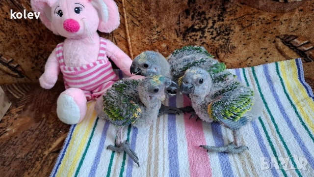 Папагали Синьочела амазона/бебета (две свободни), снимка 3 - Папагали - 54095247