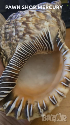 Продавам големи океански рапани , снимка 6 - Декорация за дома - 51267598
