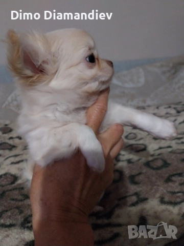 продавам чихуахуа , снимка 4 - Чихуахуа - 52596233