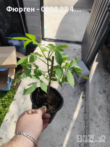 Бъз - Бял   Разсад  , снимка 7 - Разсади - 40954915