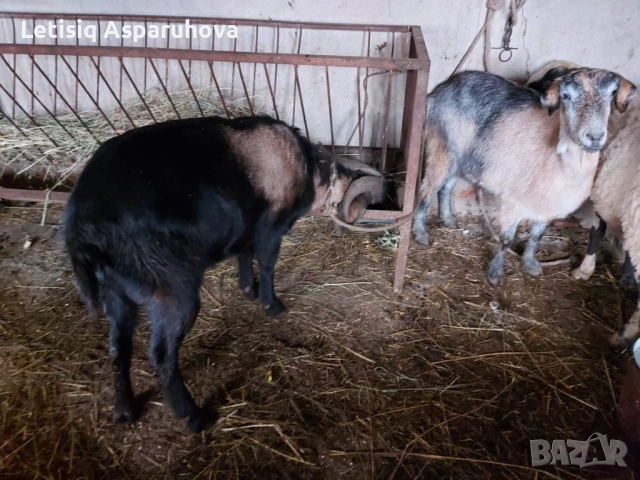 Продавам една овца, една коза, един пръч. Редовни, снимка 3 - Кози - 52674280