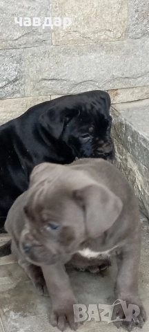 малки Кане Корсо , снимка 5 - Кане корсо - 52974140