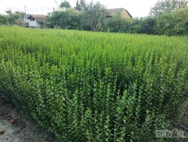 Лигуструм - Жив-плет (0.70)за 1бр., снимка 3 - Разсади - 38453452