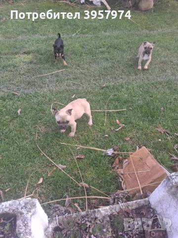 Продава се мъжко булдоче на 3 и половина месеца с три ваксини и паспорт , снимка 6 - Френски булдог - 53028052