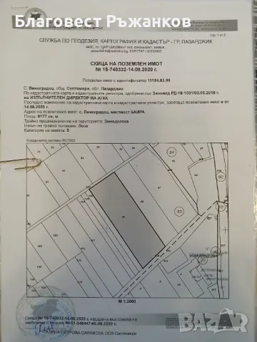 Лозе сорт Мерло , снимка 1