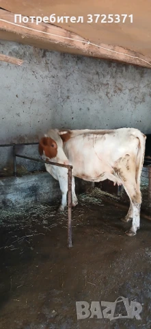 Продавам крава , снимка 1