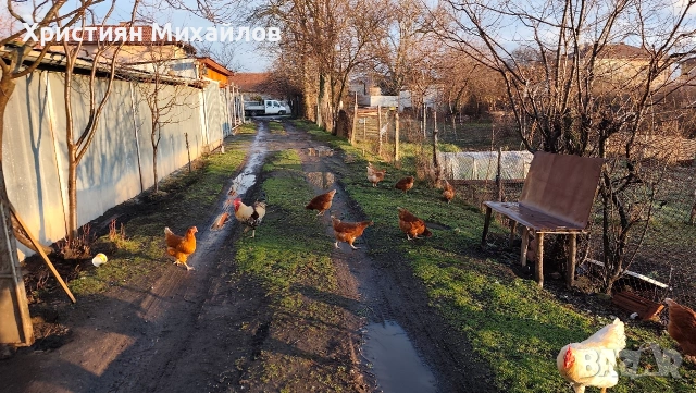 Продавам домашни яйца от свободни кокошки 