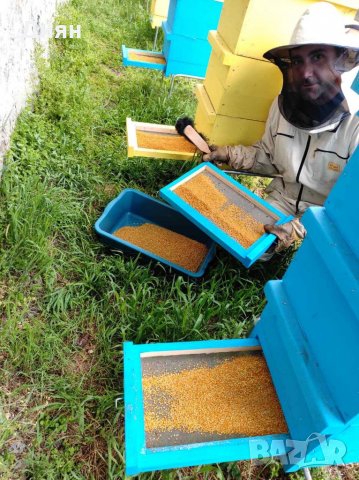 Пчелен цветен прашец 2025, снимка 6 - Пчелни продукти - 37952076