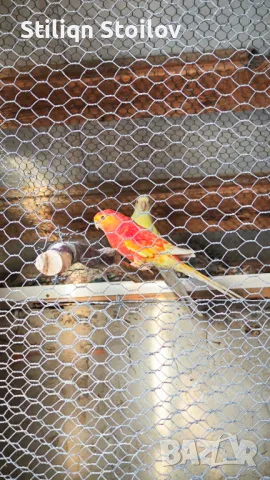 Чифт оранж рубино