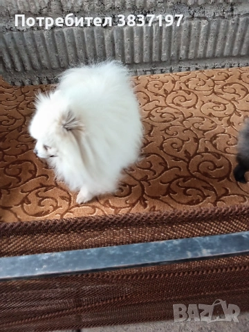 мъжки със всичко необходимо за момента , снимка 4 - Други животни - 51608683