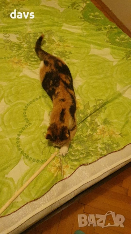 Приемен / постоянен Дом за трицветна принцеса, снимка 12 - Други - 53331402