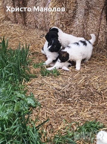 Каракачанско овчарско куче, снимка 12 - Каракачанска овчарка - 53652414