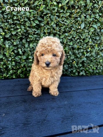 Мини пудели / Mini Poodles, снимка 10 - Пудели - 56439896