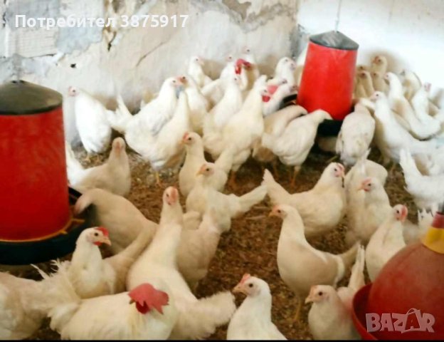 продавам кокошки носачки ярки бял легхоран, снимка 2 - Кокошки и пуйки - 44328302