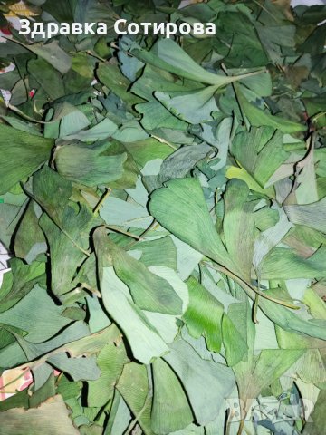 Гинко Билоба растение, полезно за мозъка - листа за чай (дрога), семена и фиданки. Най-ниски цени, снимка 4 - Градински цветя и растения - 21119217