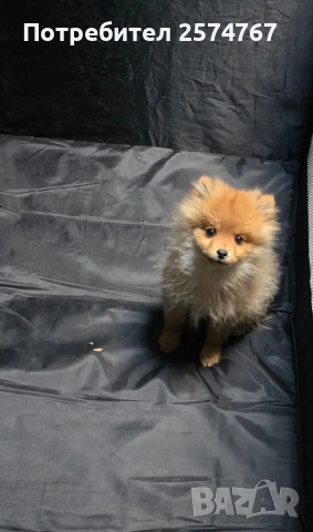 Померански шпиц , снимка 6 - Померан - 52679788