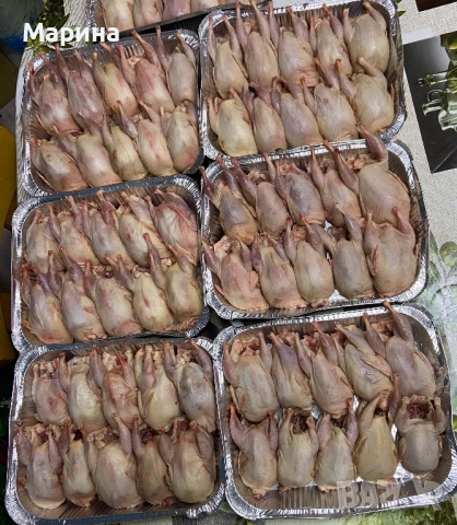 пъдпъдъци , снимка 4 - други­ - 52094594