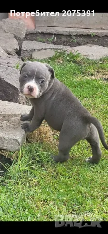 Топ Американско були покет American bully , снимка 6 - Други - 55673088
