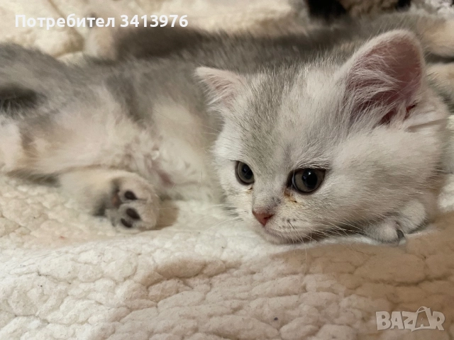 Британско сребърно коте, снимка 3 - Британска късокосместа - 52817504