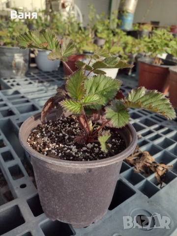 Къпини и малини, снимка 3 - Градински цветя и растения - 54222842