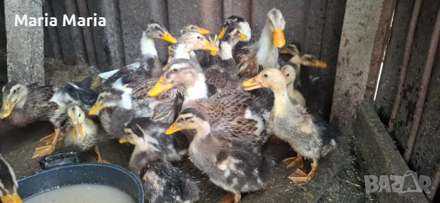 Гъски мъжки, патета крякащи