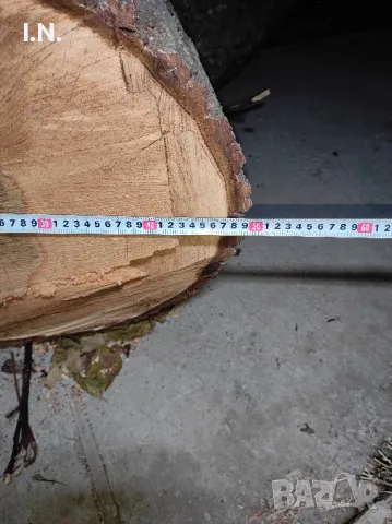 Орехов матерял , снимка 6 - Градински цветя и растения - 47464760