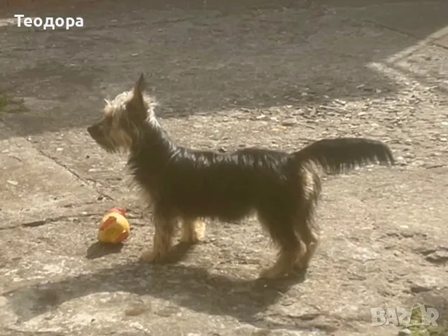 Йорки Ръсел момиченце, снимка 7 - Йоркширски териер - 54988073