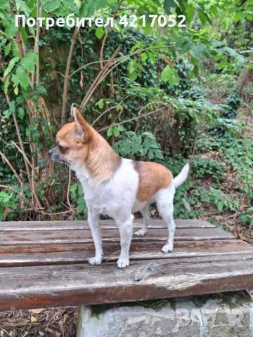 Чухлахла търси своята половинка