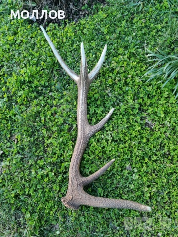 Рога на Благороден елен 
