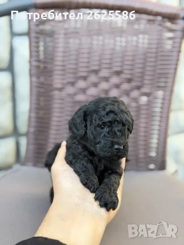 Той пудел toy poodle, снимка 5 - Пудели - 56356970