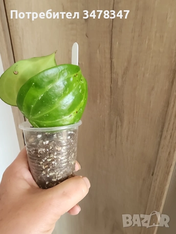 Хоя Macrophylla cv.Bai bua, снимка 2 - Стайни растения - 54287095