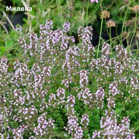 Разсад Лимонена Мащерка / Thymus citriodorus , снимка 5 - Разсади - 52021339