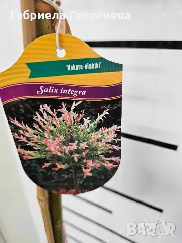 Пъстролистна върба , снимка 3 - Градински цветя и растения - 48958432