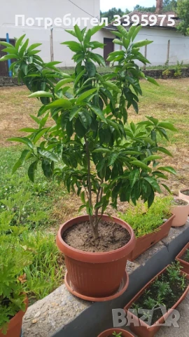 Лимоново дърво